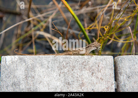 Gros plan d'un Lizard avec Prey Dans sa Bouche aux Marais des Everglades, Floride, États-Unis Banque D'Images