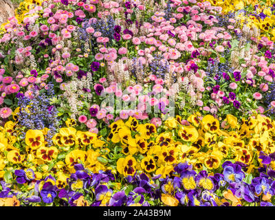 Tapis de fleurs colorées au printemps Banque D'Images