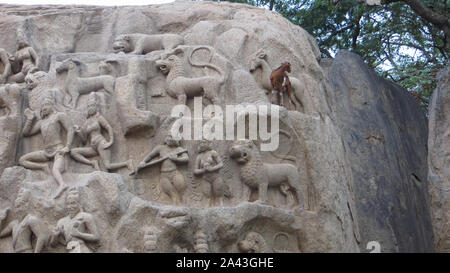 La Descente du Gange est un monument situé à Mamallapuram, Kancheepuram district de l'état de Tamil Nadu, Inde Banque D'Images