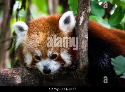 Le panda rouge couché sur arbre pour les loisirs Banque D'Images