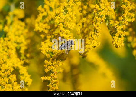 Feuille de luzerne Cutter Bee sur Houghton Fleurs Banque D'Images