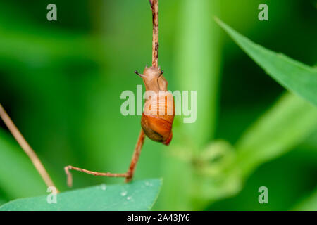 Escargot orange sur la tige Banque D'Images