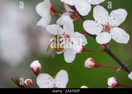 Abeille sur Cherry Plum Blossom en hiver Banque D'Images