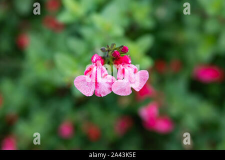 Sauge en Fleurs Fleurs Bébé Banque D'Images