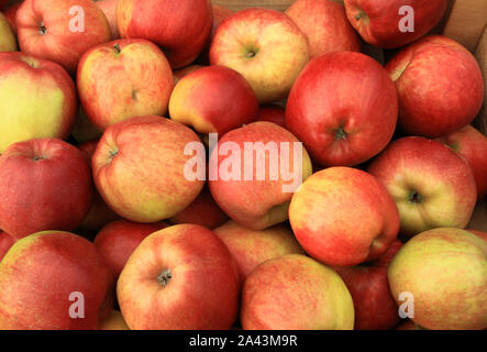 La pomme 'Gold' de la Couronne, les pommes, eaters, manger des pommes, la saine alimentation, Malus domestica Banque D'Images