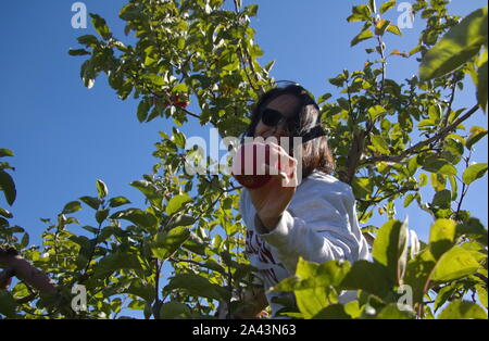 2229, TC / USA - 19 octobre 2017 : Young Asian woman offre au spectateur une pomme fraîchement cueillie de l'arbre Banque D'Images