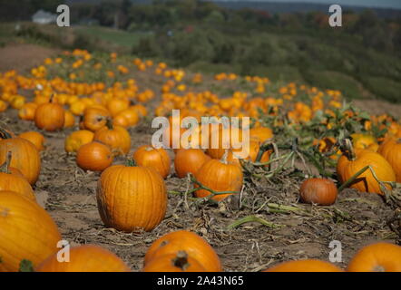 2229, TC / USA - 19 octobre 2017 : le droit d'identifier dans une citrouille Pumpkin Patch est toujours une décision difficile Banque D'Images