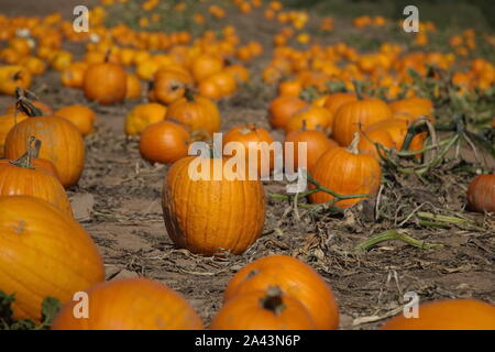 2229, TC / USA - 19 octobre 2017 : le droit d'identifier dans une citrouille Pumpkin Patch est toujours une décision difficile Banque D'Images