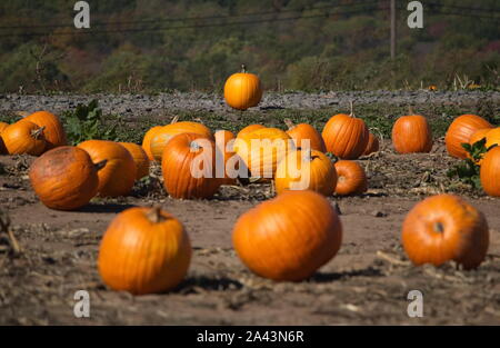 2229, TC / USA - 19 octobre 2017 : le droit d'identifier dans une citrouille Pumpkin Patch est toujours une décision difficile Banque D'Images