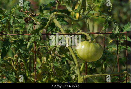 Alexandria, VA / USA - 24 septembre 2019 : Green Tomato fait tard dans la saison d'été au début de l'automne Banque D'Images