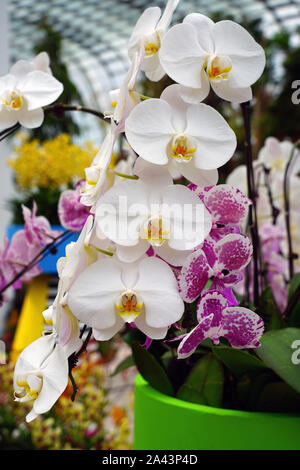 Août 2019 SINGAPOUR -25- voir des fleurs et des plantes à l'intérieur du dôme de fleurs aux jardins-by-the-Bay serre à Singapour. Banque D'Images