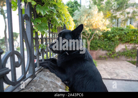 Un chien avec son jouet Rock Banque D'Images