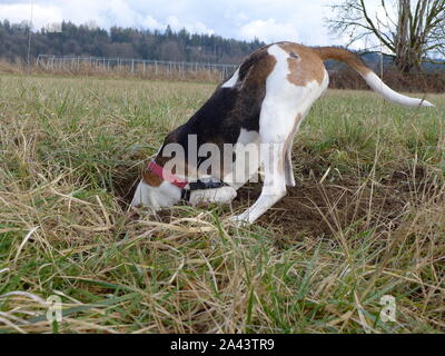 Trou creuser chien Banque D'Images