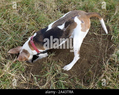 Trou creuser chien Banque D'Images