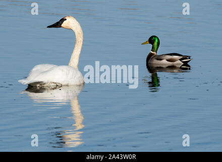 Amérique du Nord ; United States ; Alaska ; Vallée Tanana ; Printemps ; faune ; oiseaux ; les oiseaux aquatiques ; le cygne ; Cygnus buccinator. avec mallard drake Banque D'Images