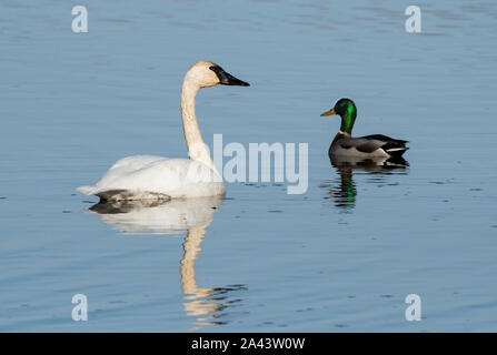 Amérique du Nord ; United States ; Alaska ; Vallée Tanana ; automne ; faune ; oiseaux ; les oiseaux aquatiques ; le cygne ; Cygnus buccinator ; avec Mallard drake. Banque D'Images