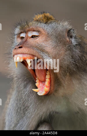 L'affichage dynamique d'un singe à longue queue balinais (Macaca fascicularis), Ubud, Bali, Indonésie Banque D'Images