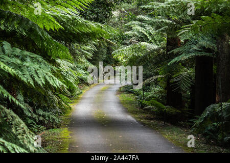 Winding road chemin entouré de fougères, arbuste tropical jardin fleuri, arbres Banque D'Images