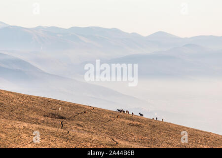 Certains chevaux silhouettes sur le dessus de la montagne Subasio, sur une mer de brume, le remplissage de la vallée de l'Ombrie. Banque D'Images