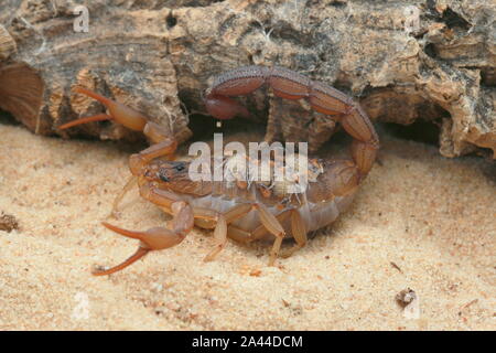 Scorpion, Hottenttota hottentotta avec des bébés, Banque D'Images