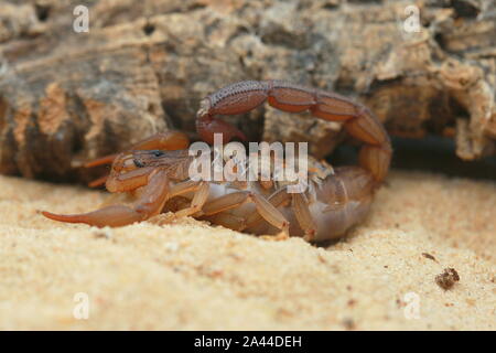 Scorpion, Hottenttota hottentotta avec des bébés, Banque D'Images