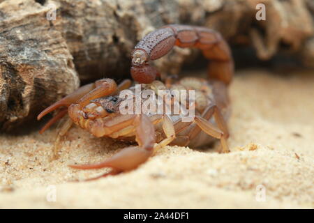 Scorpion, Hottenttota hottentotta avec des bébés, Banque D'Images