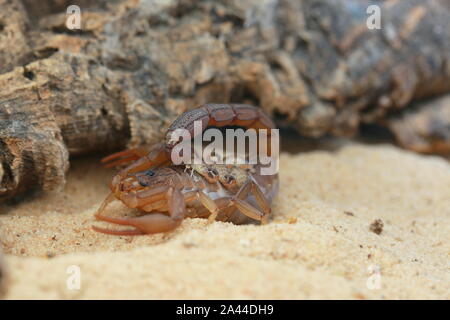 Scorpion, Hottenttota hottentotta avec des bébés, Banque D'Images