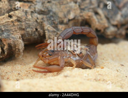 Scorpion, Hottenttota hottentotta avec des bébés, Banque D'Images