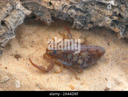 Scorpion, Hottenttota hottentotta avec des bébés, Banque D'Images