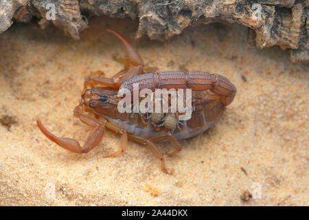 Scorpion, Hottenttota hottentotta avec des bébés, Banque D'Images