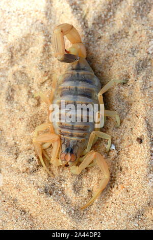 Scorpion d'Omdurman, Death Stalker Scorpion, Leiuris quinquestriatus, Banque D'Images