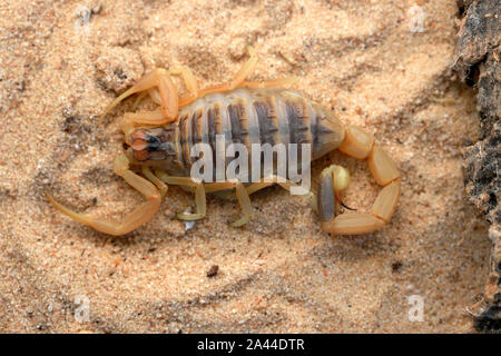 Scorpion d'Omdurman, Death Stalker Scorpion, Leiuris quinquestriatus, Banque D'Images