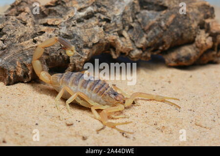 Scorpion d'Omdurman, Death Stalker Scorpion, Leiuris quinquestriatus, Banque D'Images