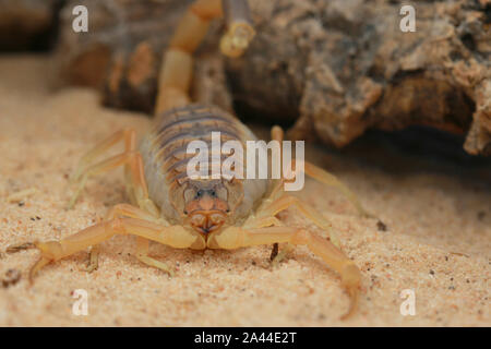 Scorpion d'Omdurman, Death Stalker Scorpion, Leiuris quinquestriatus, Banque D'Images