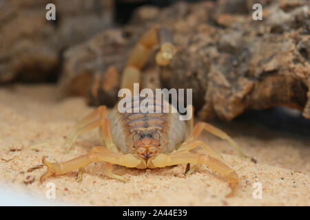 Scorpion d'Omdurman, Death Stalker Scorpion, Leiuris quinquestriatus, Banque D'Images