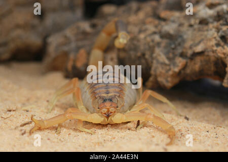 Scorpion d'Omdurman, Death Stalker Scorpion, Leiuris quinquestriatus, Banque D'Images