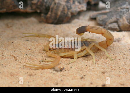 Scorpion d'Omdurman, Death Stalker Scorpion, Leiuris quinquestriatus, Banque D'Images