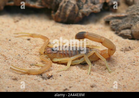 Scorpion d'Omdurman, Death Stalker Scorpion, Leiuris quinquestriatus, Banque D'Images