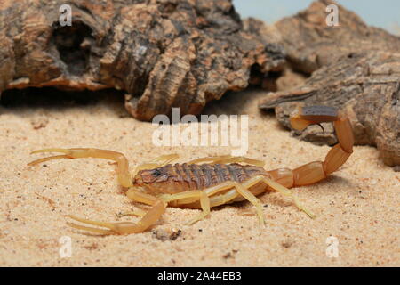 Scorpion d'Omdurman, Death Stalker Scorpion, Leiuris quinquestriatus, Banque D'Images