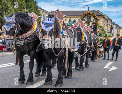 Le Cortège de fusiliers et costume pour l'Oktoberfest, Munich, Haute-Bavière, Bavaria, Germany, Europe Banque D'Images