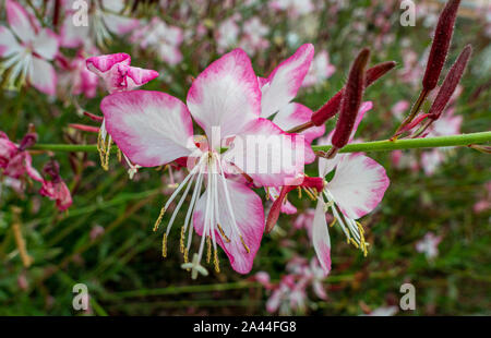 Fleur de Lindheimer's beeblossom (Gaura lindheimeri), Vénétie, Italie, Europe Banque D'Images
