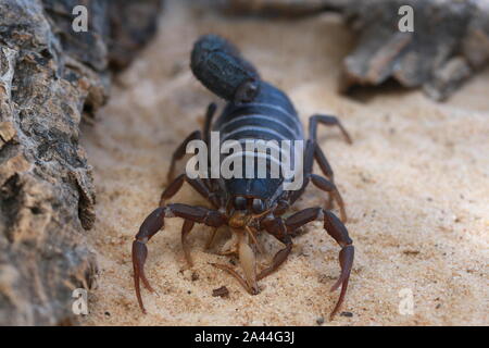 TRANSVAALICUS SCORPION à queue épaisse, Banque D'Images