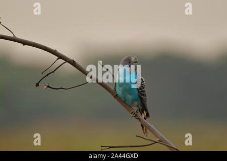 La Perruche Perruche ondulée (Melopsittacus undulatus) est assis sur une branche, campagne de l'ouest du Bengale en Inde. Banque D'Images