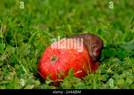 Slug ramper sur une pomme rouge sur vert prairie, copy space Banque D'Images