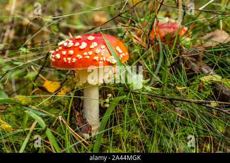 Des champignons vénéneux dans la forêt, l'automne dans la forêt Banque D'Images