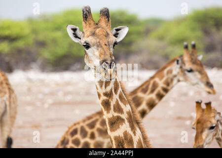 Close up d'un curieux à la girafe dans l'appareil photo, Etosha, Namibie, Afrique Banque D'Images