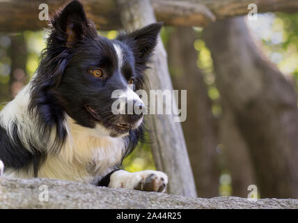 Close up d'un drôle de border collie chiot sous une clôture en bois Banque D'Images