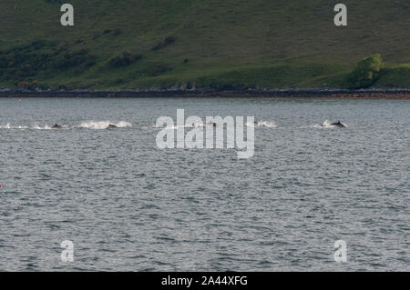 Pod de dauphins communs (Delphinus delphis) nager jusqu'Loch Harport, Isle of Skye, Scotland Banque D'Images