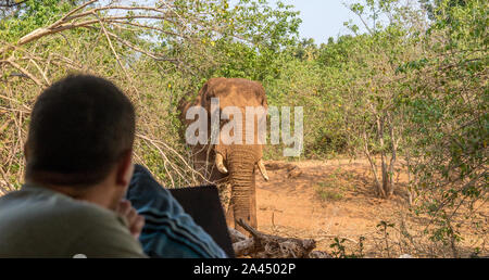 Pafuri, Afrique du Sud - regarder les touristes non identifié un grand éléphant mâle africain marche dans leur camp de toile libre en format horizontal Banque D'Images