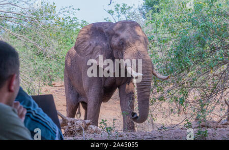 Pafuri, Afrique du Sud - regarder les touristes non identifié un grand éléphant mâle africain marche dans leur camp de toile libre en format horizontal Banque D'Images